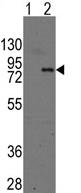 All lanes : Anti-EME1 antibody - N-terminal (ab70921) at 1/50 dilutionLane 1 : Nontransfected 293 cell lysatesLane 2 : 293 cell lysates transiently transfected with the EME1 geneLysates/proteins at 2 µg per lane.