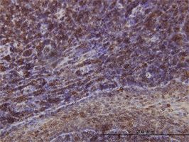 Emerin antibody (ab54996) used in immunohistochemistry at 1ug/ml on formalin fixed and paraffin embedded human tonsil.