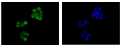 Immunofluorescent analysis of HepG2 cells (4% paraformaldehyde-fixed) labeling Emi1 with ab184950 at 1/250 dilution. Goat anti-rabbit IgG (Alexa Fluor® 488) at 1/200 dilution was used as the secondary antibody. The slide on the right is counter stained with Dapi (blue).