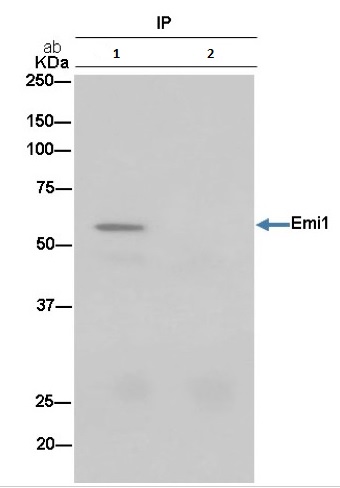 Immunoprecipitation of Emi1 from HepG2 cell lysate using ab187144 at 1/50 (lane 1) or 1X PBS (negative control) (lane 2). Immunostained with ab187144 at 1/1000 and HRP-conjugated anti-rabbit IgG preferentially detecting the non-reduced form of rabbit IgG.