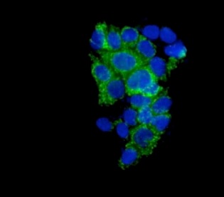 Immunofluorescent analysis of HepG2 cells labeling Emi1 with ab187144 at 1/250 and DAPI staining (blue).