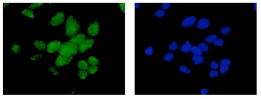 Immunofluorescent analysis of HeLa cells labeling Emi1 with ab187144 at 1/100 and DAPI staining (blue).