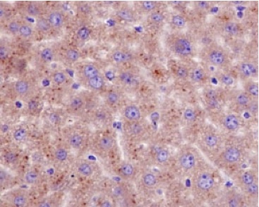 Immunohistochemical analysis of paraffin embedded Mouse liver tissue labeling Emi1 with ab187144 at 1/100 with a prediluted HRP Polymer for Rabbit IgG as secondary antibody.