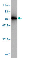 Western blot against tagged recombinant protein immunogen using ab56936 EMILIN1 antibody at 1ug/ml. 