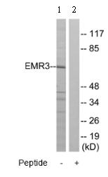 All lanes : Anti-EMR3 antibody (ab75283) at 1/500 dilutionLane 1 : Extracts from Jurkat cellsLane 2 : Extracts from Jurkat cells with immunising peptide at 10 µgLysates/proteins at 30 µg per lane.