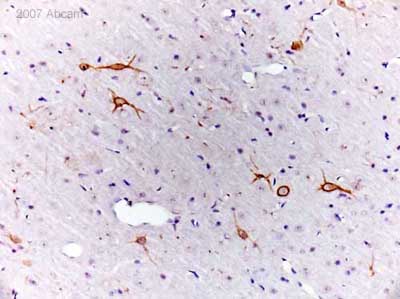 Emx1 staining of the rat primary motor cortex using ab32925 at 1/200.