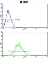 Flow cytometric analysis of K562 cells (bottom histogram) compared to a negative control cell (top histogram) using ab176010 at a 1/10 dilution. FITC-conjugated goat-anti-rabbit secondary antibodies were used for the analysis.
