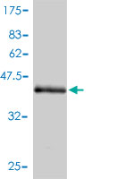 Western blot against tagged recombinant protein immunogen using ab54951 Endothelin 2 antibody at 1ug/ml.