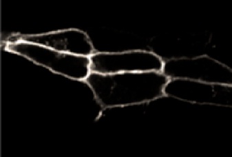 ab117529, at 1/5000 dilution, staining Endothelin B Receptor in HEK293 cells by Immunocytochemistry.