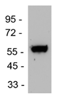 Anti-Endothelin B Receptor antibody (ab117529) at 1/5000 dilution + Mouse brain lysate