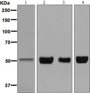 All lanes : Anti-Endothelin B Receptor antibody [EPR7013] (ab129102) at 1/1000 dilutionLane 1 : Raji cell lysateLane 2 : HeLa cell lysateLane 3 : JAR cell lysateLane 4 : 293T cell lysateLysates/proteins at 10 µg per lane.SecondaryGoat anti-Rabbit HRP at 1/2000 dilution