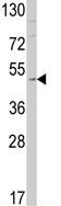 Anti-Endothelin B Receptor antibody - C-terminal (ab135611) at 1/50 dilution + Mouse cerebellum tissue lysate at 35 µg