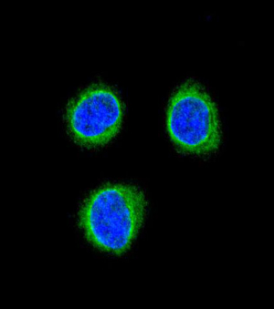 Immunofluorescent analysis of 293 cells labelling Endothelin B Receptor with ab135611 at 1/10 dilution followed by Alexa Fluor® 488-conjugated goat anti-rabbit lgG (green). DAPI was used to stain the cell nuclear (blue).