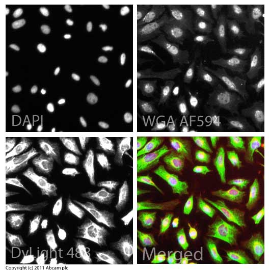 ICC/IF image of ab87750 stained HeLa cells. The cells were 4% formaldehyde fixed (10 min) and then incubated in 1%BSA / 10% normal goat serum / 0.3M glycine in 0.1% PBS-Tween for 1h to permeabilise the cells and block non-specific protein-protein interactions. The cells were then incubated with the antibody (ab87750, 1µg/ml) overnight at +4°C. The secondary antibody (green) was ab96899, DyLight® 488 goat anti-rabbit IgG (H+L) used at a 1/250 dilution for 1h. Alexa Fluor® 594 WGA was used to label plasma membranes (red) at a 1/200 dilution for 1h. DAPI was used to stain the cell nuclei (blue) at a concentration of 1.43µM.