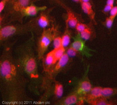 ICC/IF image of ab95254 stained HepG2 cells. The cells were 4% PFA fixed (10 min) and then incubated in 1%BSA / 10% normal goat serum / 0.3M glycine in 0.1% PBS-Tween for 1h to permeabilise the cells and block non-specific protein-protein interactions. The cells were then incubated with the antibody (ab95254, 5µg/ml) overnight at +4°C. The secondary antibody (green) was ab96899, DyLight® 488 goat anti-rabbit IgG (H+L) used at a 1/250 dilution for 1h. Alexa Fluor® 594 WGA was used to label plasma membranes (red) at a 1/200 dilution for 1h. DAPI was used to stain the cell nuclei (blue) at a concentration of 1.43µM.