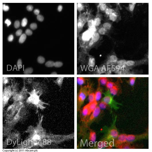 ICC/IF image of ab95254 stained HepG2 cells. The cells were 4% formaldehyde fixed (10 min) and then incubated in 1%BSA / 10% normal goat serum / 0.3M glycine in 0.1% PBS-Tween for 1h to permeabilise the cells and block non-specific protein-protein interactions. The cells were then incubated with the antibody (ab95254, 5µg/ml) overnight at +4°C. The secondary antibody (green) was ab96899, DyLight® 488 goat anti-rabbit IgG (H+L) used at a 1/250 dilution for 1h. Alexa Fluor® 594 WGA was used to label plasma membranes (red) at a 1/200 dilution for 1h. DAPI was used to stain the cell nuclei (blue) at a concentration of 1.43µM.