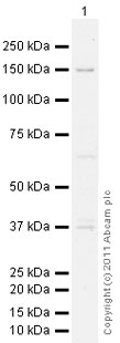 Anti-eNOS antibody (ab95254) at 1 µg/ml + Heart (Mouse) Tissue Lysate at 10 µgSecondaryGoat Anti-Rabbit IgG H&L (HRP) preadsorbed (ab97080) at 1/5000 dilutiondeveloped using the ECL techniquePerformed under reducing conditions.
