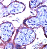 Human placenta stained with ab15280 in IHC paraffin fixed sections.