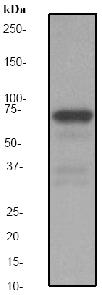 Anti-COX2 / Cyclooxygenase 2 antibody [EP1978Y] (ab62331) at 1/500 dilution + Raw264.7 cell lysate (10ug) + LPSSecondaryGoat anti-Rabbit HRP conjugated at 2000