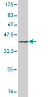 Western blot against tagged recombinant protein immunogen using ab54957 ENTPD6 antibody at 1ug/ml.
