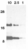 All lanes : Anti-Eotaxin antibody (ab8018) at 1 µg/mlLane 1 : Hela cell lysate containing 10ng full length recombinant eotaxinLane 2 : Hela cell lysate containing 2.5ng full length recombinant eotaxinLane 3 : Hela cell lysate containing 1ng full length recombinant eotaxin