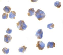 ab8018 at 5µg/ml staining Eotaxin in 293 cells by ICC/IF