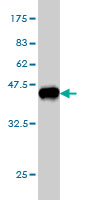 Western blot against tagged recombinant protein immunogen using ab56863 Epac2 antibody at 1ug/ml.