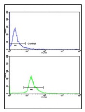 Flow cytometric analysis of NCI-H292 cells using ab174234 at a 1/10 dilution (Center)(bottom histogram) compared to a negative control cell (top histogram). FITC-conjugated goat-anti-rabbit secondary antibodies were used for the analysis.
