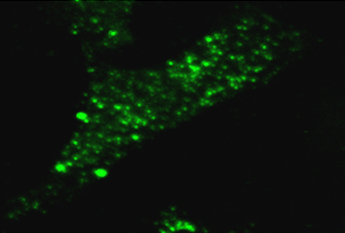 Immunofluorescence analysis of EphA2-/- mouse embryonic fibroblasts expressing wild-type EPHA2, staining Eph receptor A2 with ab5386. Cells were fixed in paraformaldehyde on ice for 30 minutes, permeablized with 0.3% PBS including Tween-20, and then blocked with 5% goat serum at room temperature for 2 hours. before incubation with primary antibody (1/200).