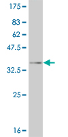 Western blot against tagged recombinant protein immunogen using ab54636 Eph receptor A4 antibody at 1ug/ml.