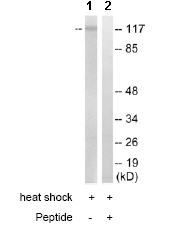 All lanes : Anti-Eph receptor B1 + Eph receptor B2 + Eph receptor B3 + Eph receptor B4 antibody (ab110360) at 1/500 dilutionLane 1 : 3T3 cell extract, treated with heat-shockLane 2 : 3T3 cell extract, treated with heat-shock with immunizing peptide at 10 µgLysates/proteins at 30 µg per lane.