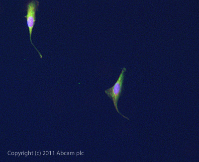 ICC/IF image of ab5418 stained SKNSH cells. The cells were 4% PFA fixed (10mins) and then incubated in 1%BSA / 10% normal goat serum / 0.3M glycine in 0.1% PBS-Tween for 1h to permeabilise the cells and block non-specific protein-protein interactions. The cells were then incubated with the antibody (ab5418, 5µg/ml) overnight at +4°C. The secondary antibody (green) was ab96899 Dylight 488 goat anti-rabbit IgG (H+L) used at a 1/250 dilution for 1h. Alexa Fluor® 594 WGA was used to label plasma membranes (red) at a 1/200 dilution for 1h. DAPI was used to stain the cell nuclei (blue) at a concentration of 1.43µM.