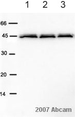 All lanes : Anti-CNPase antibody [11-5B] (ab6319) at 1/750 dilutionLane 1 : Spinal Cord homogenate (whole tissue lysate)Lane 2 : Spinal Cord homogenate (whole tissue lysate)Lane 3 : Spinal Cord homogenate (whole tissue lysate)Lysates/proteins at 2 µg per lane.SecondaryHRP conjugated sheep anti-mouse IgG