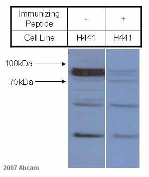 All lanes : Anti-epithelial Sodium Channel gamma antibody (ab3468) at 1/2000 dilutionLane 1 : H441 whole cell lysate (treated with dexamethasone)Lane 2 : H441 whole cell lysate (treated with dexamethasone) with Immunizing peptideLysates/proteins at 50 µg per lane.SecondaryHRP conjugated donkey anti-rabbitdeveloped using the ECL techniquePerformed under reducing conditions.Observed band size : 90-95 kDa (why is the actual band size different from the predicted?)Additional bands at : 50 kDa (possible non-specific binding).Exposure time :  15 secondsThis image is courtesy of an anonymous AbreviewSee Abreview
