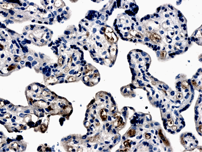 Formalin fixed and Paraffin embedded human placenta tissue section was subjected to IHC staining using ab56310 (Proteinase K pretreatment is required).