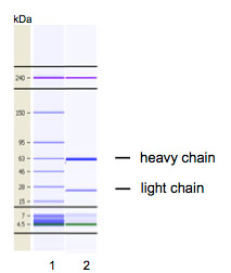 Capillary Gel Electrophoresis (CGE) analysis of purified ab180791 monoclonal antibody. Lane 1: molecular weight marker, Lane 2: 2 μg of purified ab180791. Internal control bands (240 kDa / 7 kDa / 4,5 kDa).