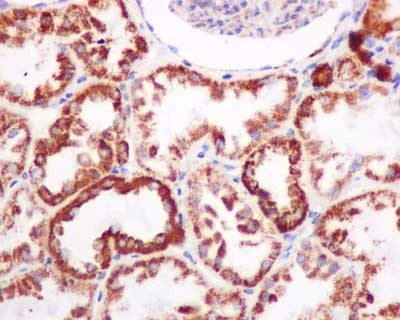 Immunohistochemical analysis of paraffin-embedded Human kidney tissue labeling COX5A with ab181226 at 1/100 dilution followed by prediluted HRP Polymer for Rabbit IgG. Counter stained with Hematoxylin.