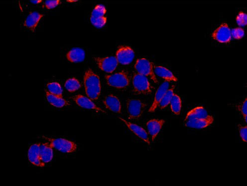 Immunofluorescent analysis of acetone-fixed HeLa cells labeling COX5A with ab181226 at 1/250 dilution, followed by Goat anti rabbit IgG (Alexa Fluor® 555) secondary antibody at 1/200 dilution (red). Counter stained with Dapi (blue).