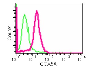 Flow cytometric analysis of 2% paraformaldehyde-fixed HeLa cells labeling COX5A with ab181226 at 1/10 dilution (red) compared to a Rabbit monoclonal IgG isotype control (green), followed by Goat anti rabbit IgG (FITC) secondary antibody at 1/150 dilution.