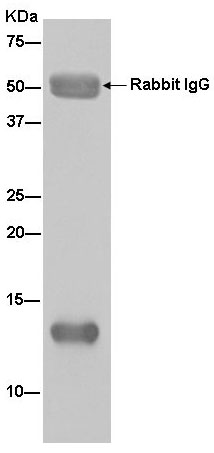 Western blot analysis of HeLa cell lysate immunoprecipitated with ab181226 at 1/50 dilution.Secondary: Goat Anti-Rabbit IgG, (H+L), Peroxidase conjugate at 1/1000 dilution.