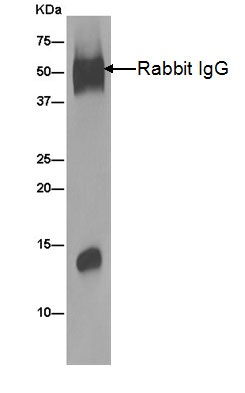Immunoprecipitation analysis of HeLa cells labeling COX5A using ab180129 at 1/50 dilution. A Goat Anti-Rabbit IgG, (H+L), Peroxidase conjugated at 1/2000 was used as secondary antibody.