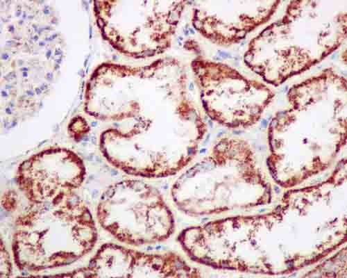 Immunohistochemical analysis of paraffin-embedded human kidney tissue labeling COX5A using ab180129 at 1/500 dilution. A Goat anti rabbit IgG (HRP) prediluted was used as secondary. Counterstain: Hematoxylin.