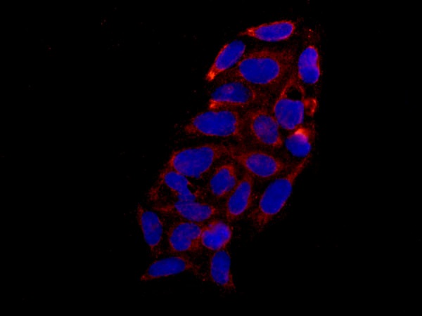Immunofluorescence analysis of HeLa cells labeling COX5A using ab180129 at 1/100 dilution. A Goat anti rabbit IgG (Dylight 555) at 1/250 dilution was used as secondary antibody. Cells were fixed with 4% paraformaldehyde. Couterstain: DAPI.