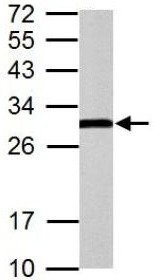 Anti-ERAB antibody (ab137455) at 1/5000 dilution + PC12 whole cell lysate at 30 µg