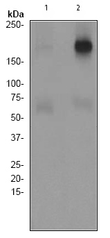 All lanes : Anti-ErbB 3 (phospho Y1289) antibody [EPR2325] (ab76469) at 1/5000 dilutionLane 1 : SKBR3 cell lysate untreatedLane 2 : SKBR3 cell lysate treated with Neuregulin Lysates/proteins at 10 µg per lane.SecondaryHRP labelled goat anti-rabbit at 1/2000 dilution