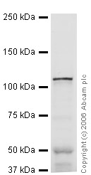 Anti-ERC2 antibody (ab27250) at 1 µg/ml + Rat Brain Whole Tissue Lysate at 20 µgSecondaryGoat polyclonal to Rabbit IgG (Alexa Fluor® 680) at 1/10000 dilutionPerformed under reducing conditions.