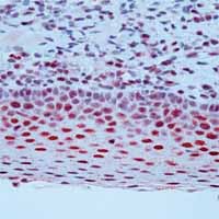 ab2356 staining human tonsil by IHC-P.