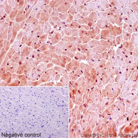 Immunohistochemical staining of paraffin embedded mouse cardiac muscle with purified ab133264 at a working dilution of 1 in 250. The secondary antibody used is a HRP goat anti-rabbit H+L (ab97051). The sample is counter-stained with hematoxylin. Antigen retrieval was perfomed using Tris-EDTA buffer, pH 9.0. PBS was used instead of the primary antibody as the negative control, and is shown in the inset.