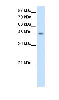 Anti-ERGIC2 antibody (ab50847) at 2.5 µg/ml + HepG2 Cell Lysate at 10 µgSecondaryHRP conjugated anti-Rabbit IgG at 1/50000 dilution