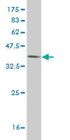 Western blot against tagged recombinant protein immunogen using ab54690 ERH antibody at 1ug/ml.